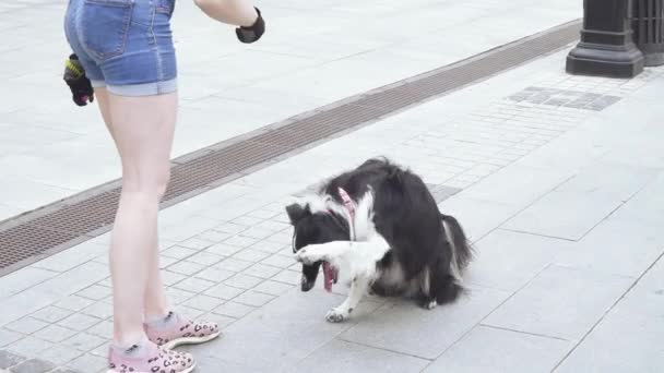 Ein ausgebildeter Hund führt — Stockvideo