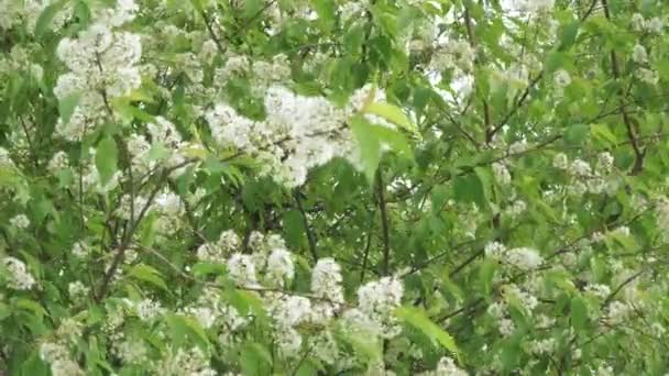 Bush de cerisier d'oiseau en fleurs — Video