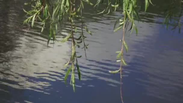 Ветви ивы над водой — стоковое видео