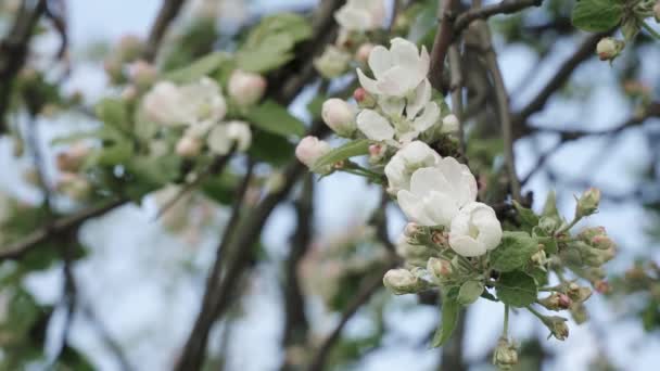 Filial med blommor av äpple — Stockvideo