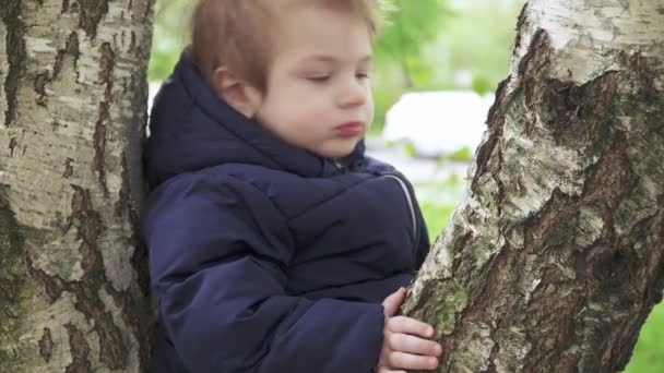 Niño en un abedul en el parque — Vídeos de Stock