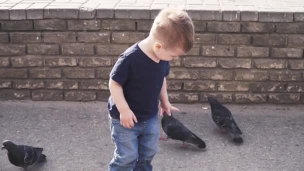 Jongen voedt duiven in park — Stockvideo