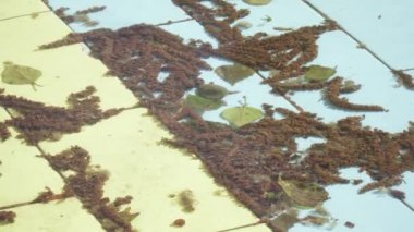 Parkta renkli çamur havuzu