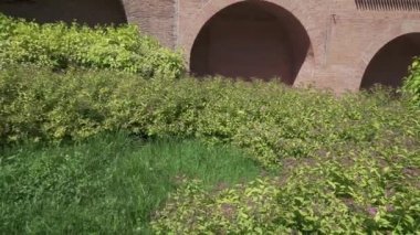 Spiraea japonica çalıları