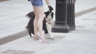 Eğitimli bir köpek