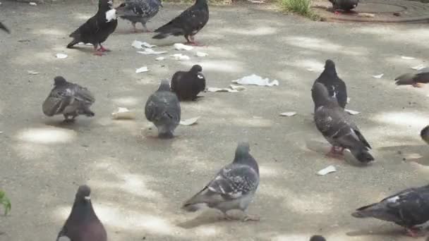 Pigeons peck on pieces of pita — Stock Video