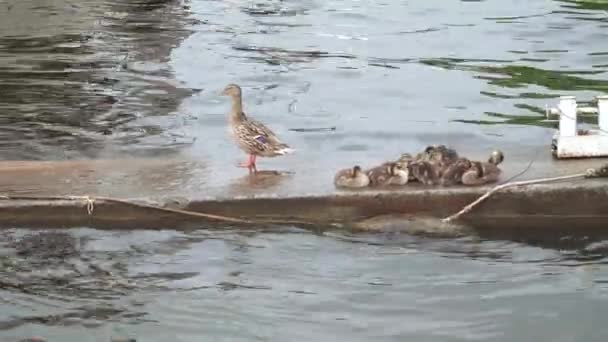 Duck with ducklings — Stock Video