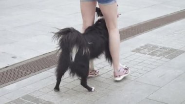 Eğitimli bir köpek