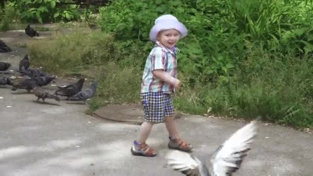 Ένα αγόρι κυνηγάει περιστέρια. — Αρχείο Βίντεο