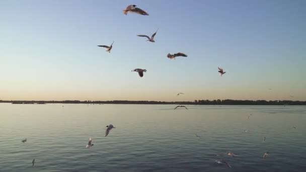 Gaviotas voladoras a la luz del sol poniente — Vídeos de Stock
