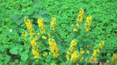 Çiçek tarlasında gevşek Lysimachia vulgaris