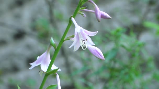 Host Liliopsida Amaryllidales — Stock Video