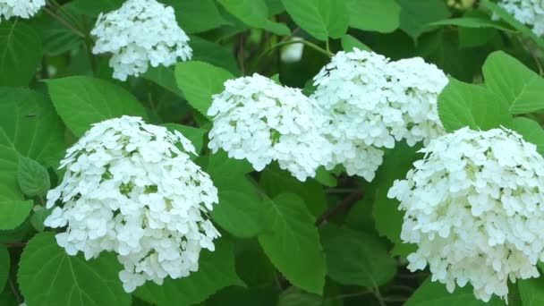 Hortênsia Hydrangea arborescens — Vídeo de Stock