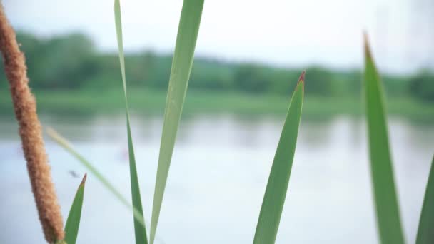 The bulrushes and flying midges — Stock Video
