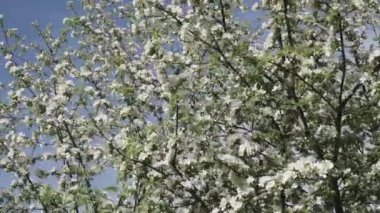 Elma çiçekleriyle dolu bir dal