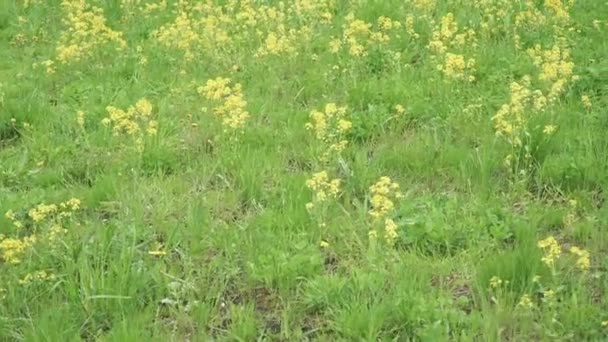 Flores de colza ordinaria — Vídeo de stock