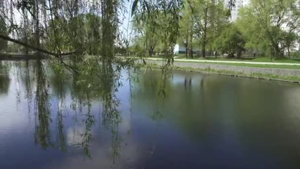 A small lake in park — Stock Video