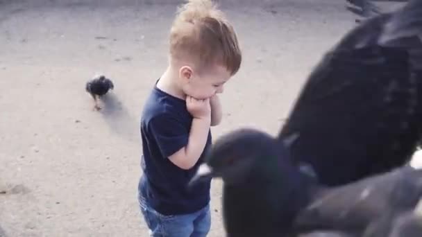 Niño alimenta palomas en el parque — Vídeos de Stock