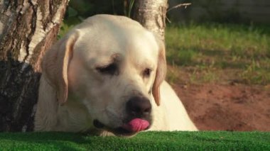 Labrador Retriever ayarda