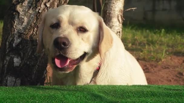 Labrador retriever dalam pengaturan — Stok Video