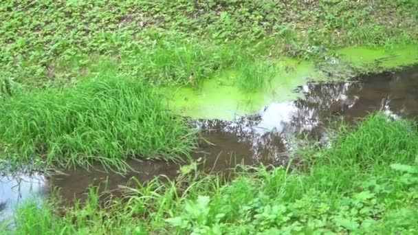 Un arroyo con hierba densa — Vídeo de stock