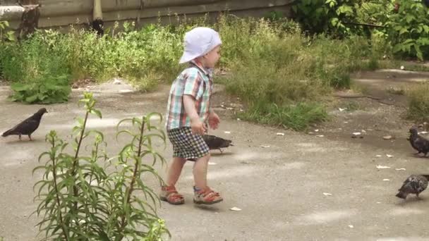 Un niño persigue palomas — Vídeos de Stock