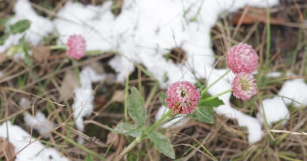 Trébol flor y nieve — Vídeos de Stock