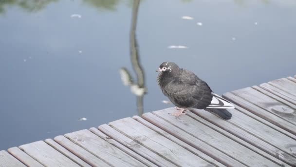 Duif zittend op een houten pier — Stockvideo