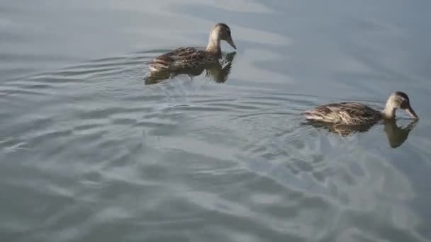 Enten in einem Teich im Park — Stockvideo