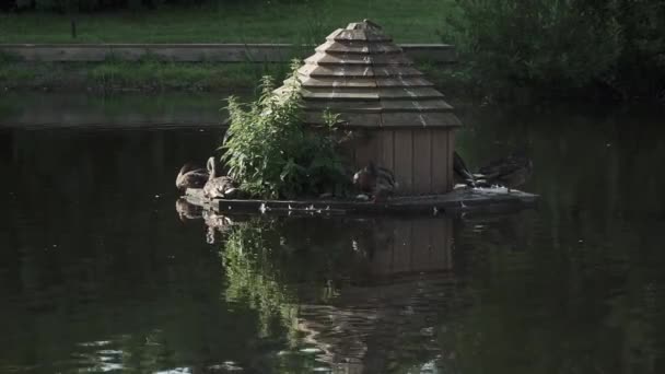 Houten eendenhuis in park — Stockvideo