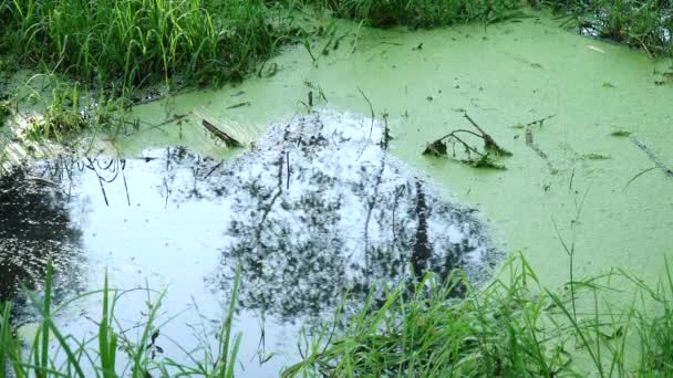 Sungai diperketat dengan rumput bebek — Stok Video