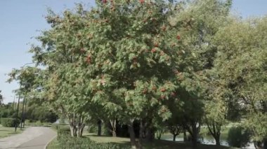 Olgun meyveli dağ külleri