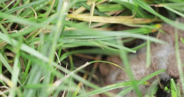 Hondenpoep op een groen grasveld — Stockvideo