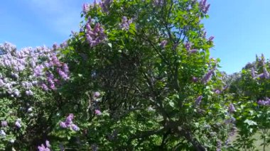 Moskova'da leylak Bahçe