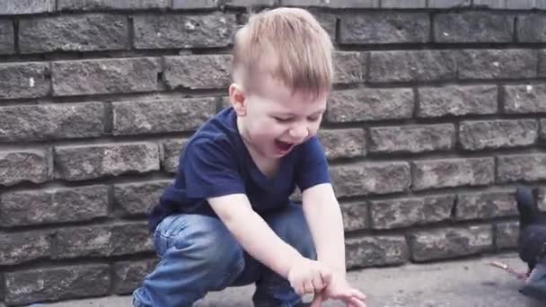 Αγόρι ταΐζει περιστέρια στο πάρκο — Αρχείο Βίντεο