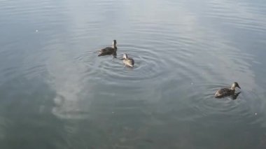 Parktaki göldeki ördekler