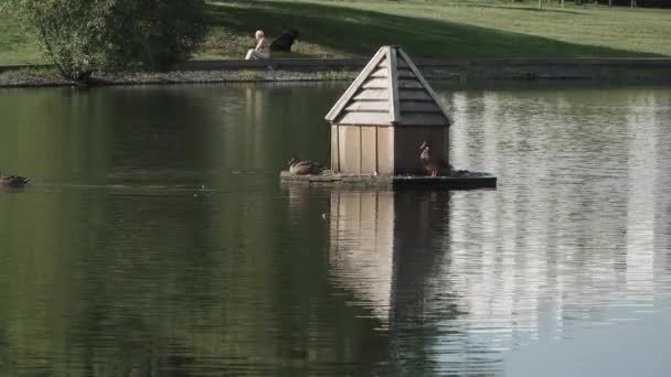 公园里的木制鸭屋 — 图库视频影像