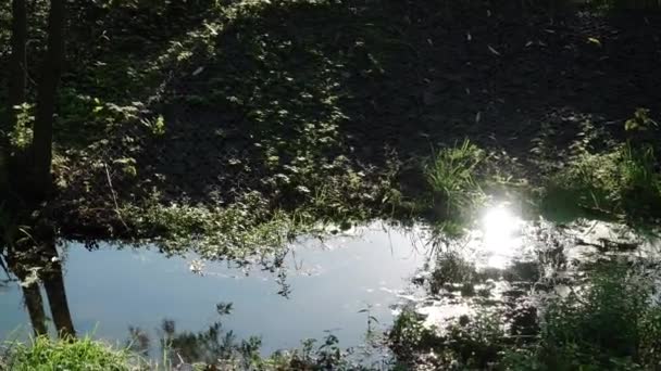 Ördek otuyla sımsıkı bağlanmış nehir — Stok video