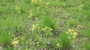 Sıradan kolza çiçekleri.