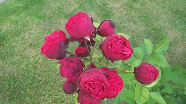 Rosenblüten an einem Strauch — Stockvideo