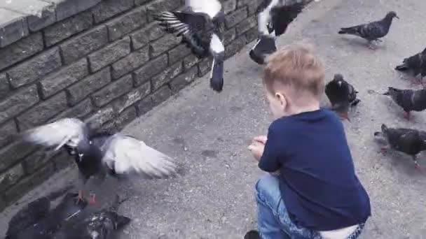 Мальчик кормит голубей в парке — стоковое видео