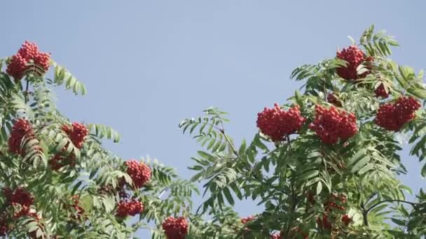 Mountain ash with ripe fruits — Stock Video