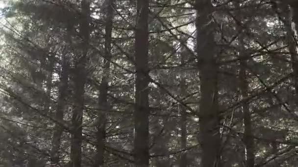 Ramas de pino seco en parque — Vídeos de Stock