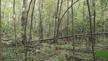 Devrilmiş ağaçlı sonbahar ormanı