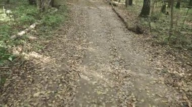 Düşmüş yapraklı toprak yol