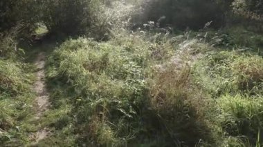 Uzun otların arasında yol