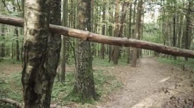 Sonbahar ormanı boyunca yol