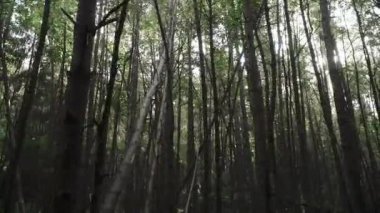 Ağaçların dallarında güneş