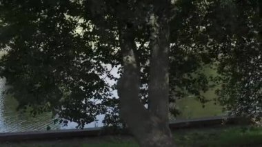 Ördekleri ve evleri olan göl.