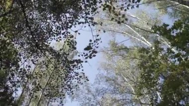 Uzun köknar ağaçlarının tepeleri